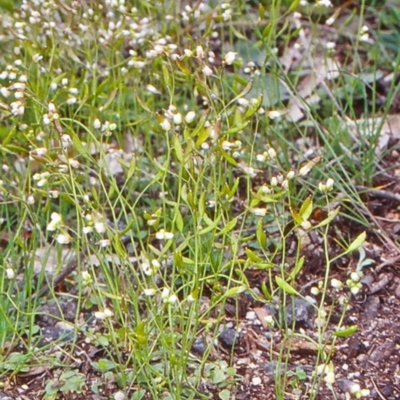 Erophila verna subsp. verna (Whitlow Grass) at Tidbinbilla Nature Reserve - 22 Sep 2004 by BettyDonWood