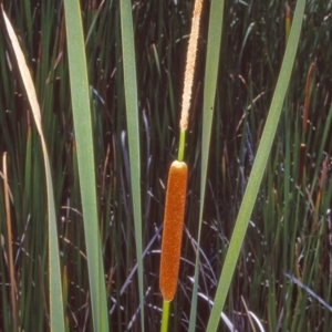 Typha orientalis at Tidbinbilla Nature Reserve - 11 Jan 2005 12:00 AM