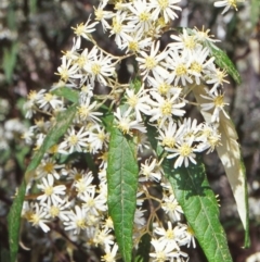 Olearia lirata (Snowy Daisybush) at Tidbinbilla Nature Reserve - 21 Oct 2002 by BettyDonWood