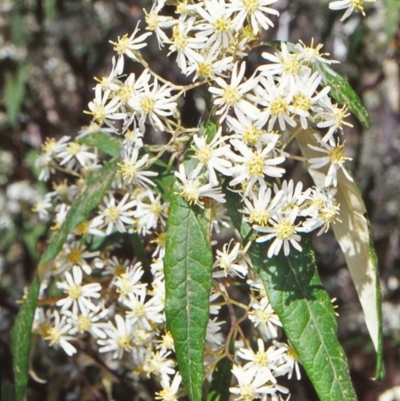 Olearia lirata (Snowy Daisybush) at Tidbinbilla Nature Reserve - 21 Oct 2002 by BettyDonWood