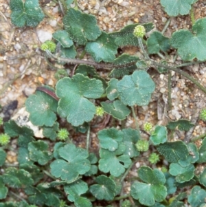 Hydrocotyle hirta at Tidbinbilla Nature Reserve - 2 Dec 2004