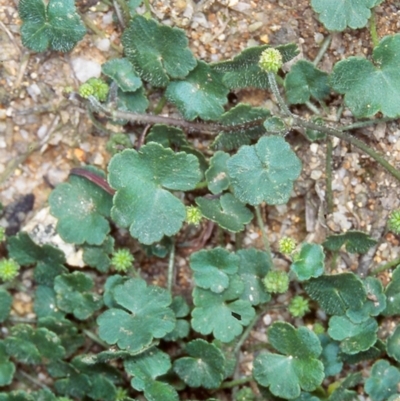 Hydrocotyle algida (Mountain Pennywort) at Tidbinbilla Nature Reserve - 1 Dec 2004 by BettyDonWood