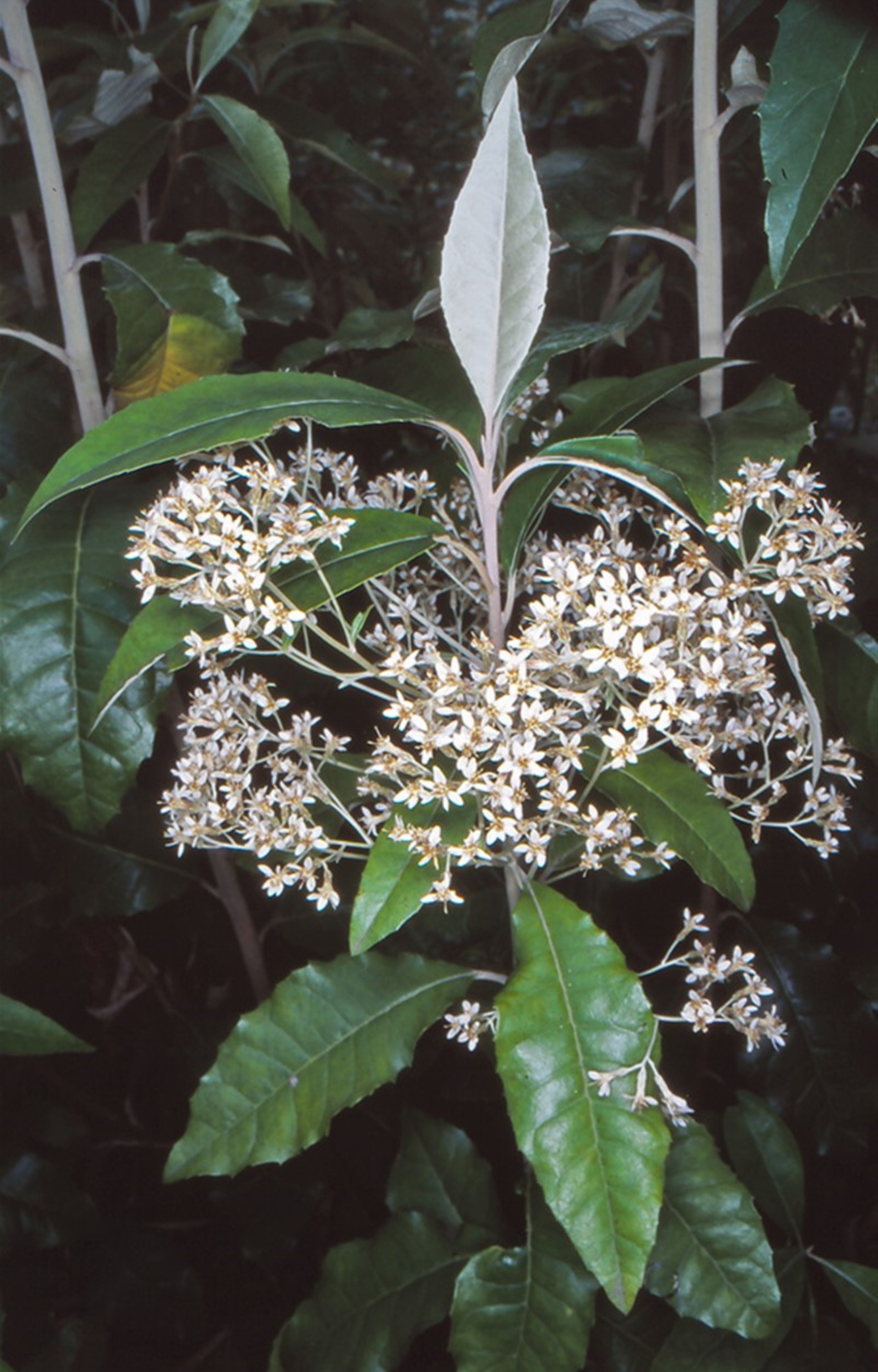 Olearia argophylla at Tidbinbilla Nature Reserve - 2 Dec 2004 12:00 AM