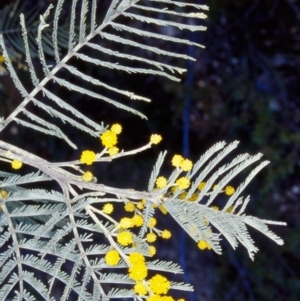 Acacia dealbata subsp. subalpina at Tidbinbilla Nature Reserve - 10 Aug 2002