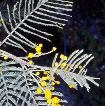 Acacia dealbata subsp. subalpina (Monaro Silver-wattle) at Tidbinbilla Nature Reserve - 10 Aug 2002 by BettyDonWood