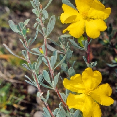 Hibbertia obtusifolia (Grey Guinea-flower) at Tidbinbilla Nature Reserve - 29 Mar 2002 by BettyDonWood