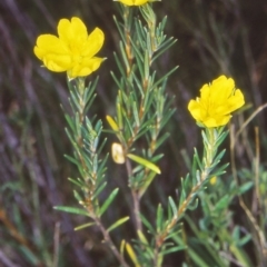 Hibbertia calycina (Lesser Guinea-flower) at Paddys River, ACT - 29 Mar 2002 by BettyDonWood