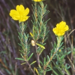 Hibbertia calycina (Lesser Guinea-flower) at Tidbinbilla Nature Reserve - 28 Mar 2002 by BettyDonWood