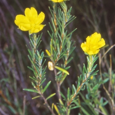 Hibbertia calycina (Lesser Guinea-flower) at Paddys River, ACT - 29 Mar 2002 by BettyDonWood