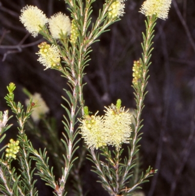 Melaleuca parvistaminea (Small-flowered Honey-myrtle) at QPRC LGA - 30 Oct 1999 by BettyDonWood