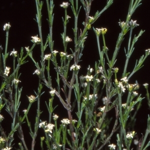 Asperula ambleia at Pine Island to Point Hut - 3 Nov 2004