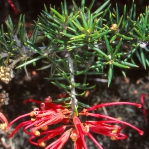 Grevillea juniperina subsp. fortis at Pine Island to Point Hut - 3 Nov 2004