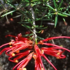 Grevillea juniperina subsp. fortis at Pine Island to Point Hut - 3 Nov 2004