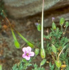 Erodium botrys (Long Storksbill) at Paddys River, ACT - 1 Nov 2004 by BettyDonWood