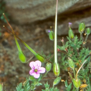 Erodium botrys at Paddys River, ACT - 1 Nov 2004 12:00 AM