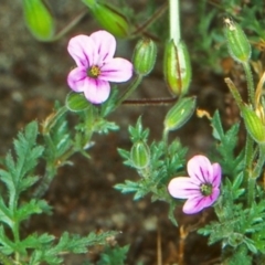 Erodium botrys at Paddys River, ACT - 1 Nov 2004 12:00 AM