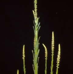 Reseda luteola (Weld) at Paddys River, ACT - 1 Nov 2004 by BettyDonWood