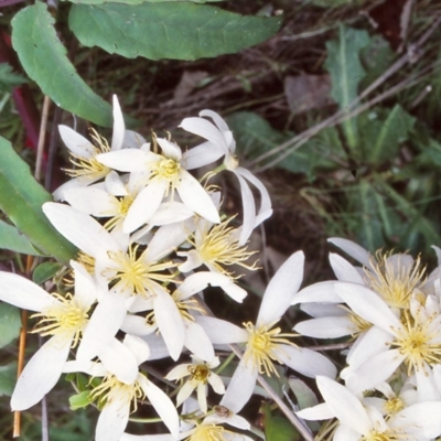 Clematis aristata (Mountain Clematis) at Namadgi National Park - 31 Oct 2004 by BettyDonWood