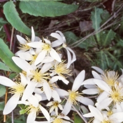 Clematis aristata (Mountain Clematis) at Namadgi National Park - 30 Oct 2004 by BettyDonWood