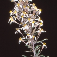 Olearia erubescens (Silky Daisybush) at Namadgi National Park - 31 Oct 2004 by BettyDonWood