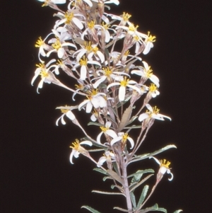 Olearia erubescens at Namadgi National Park - 31 Oct 2004 12:00 AM