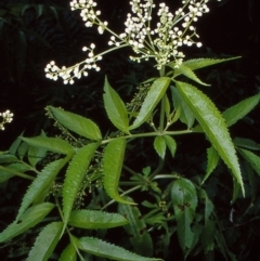 Sambucus gaudichaudiana (White Elder Berry) at Namadgi National Park - 9 Jan 2005 by BettyDonWood