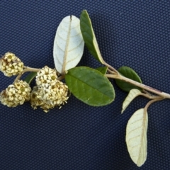 Pomaderris betulina subsp. actensis (Canberra Pomaderris) at Paddys River, ACT - 17 Oct 2012 by BettyDonWood