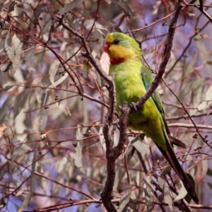 Polytelis swainsonii at Amaroo, ACT - 16 Dec 2018