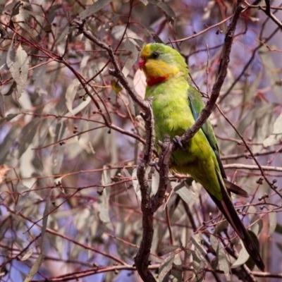 Polytelis swainsonii (Superb Parrot) at Mulligans Flat - 15 Dec 2018 by GlennMcMellon