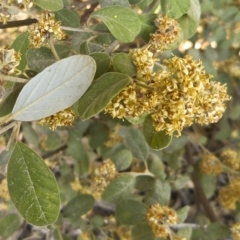 Pomaderris subcapitata at Paddys River, ACT - 17 Oct 2012 by BettyDonWood