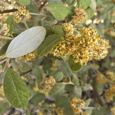 Pomaderris subcapitata at Paddys River, ACT - 17 Oct 2012 by BettyDonWood