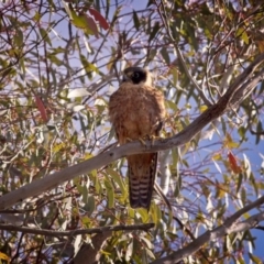 Falco longipennis (Australian Hobby) at Forde, ACT - 24 Nov 2018 by GlennMcMellon