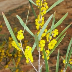 Acacia dawsonii (Dawson's Wattle) at QPRC LGA - 12 Oct 2004 by BettyDonWood