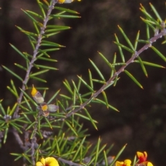 Dillwynia sieberi (Sieber's Parrot Pea) at Cuumbeun Nature Reserve - 13 Oct 2004 by BettyDonWood