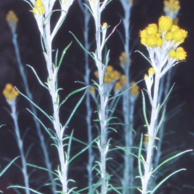 Chrysocephalum semipapposum (Clustered Everlasting) at Lower Cotter Catchment - 31 Oct 2004 by BettyDonWood