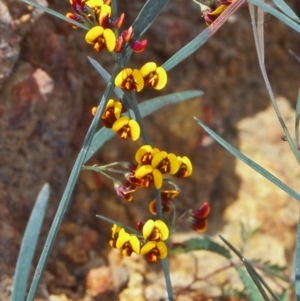 Daviesia leptophylla at Lower Cotter Catchment - 31 Oct 2004 12:00 AM