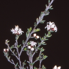 Cryptandra speciosa subsp. speciosa (Silky Cryptandra) at QPRC LGA - 8 Nov 2004 by BettyDonWood