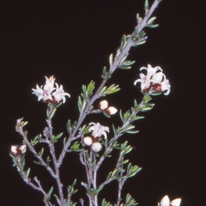 Cryptandra speciosa subsp. speciosa at Queanbeyan East, NSW - 9 Nov 2004