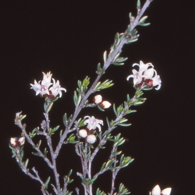 Cryptandra speciosa subsp. speciosa (Silky Cryptandra) at Queanbeyan East, NSW - 8 Nov 2004 by BettyDonWood