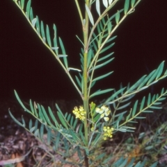 Polyscias sambucifolia subsp. Short leaflets (V.Stajsic 196) Vic. Herbarium (Elderberry Panax, Ornamental Ash, Elderberry Ash) at Lower Cotter Catchment - 7 Jan 2005 by BettyDonWood