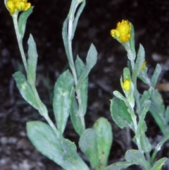 Chrysocephalum apiculatum (Common Everlasting) at Kowen, ACT - 9 Nov 2004 by BettyDonWood