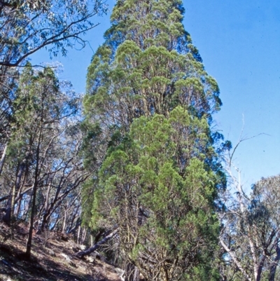 Callitris endlicheri (Black Cypress Pine) at Molonglo Gorge - 11 Oct 2004 by BettyDonWood