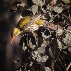 Oriolus sagittatus (Olive-backed Oriole) at Mulligans Flat - 6 Oct 2018 by GlennMcMellon