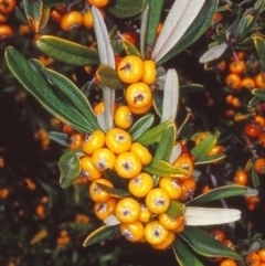 Pyracantha angustifolia (Firethorn, Orange Firethorn) at Cotter Reserve - 1 May 2002 by BettyDonWood