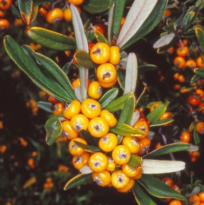 Pyracantha angustifolia (Firethorn, Orange Firethorn) at Cotter Reserve - 30 Apr 2002 by BettyDonWood