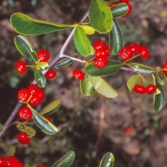 Pyracantha fortuneana (Firethorn) at Cotter Reserve - 1 May 2002 by BettyDonWood