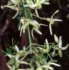 Clematis leptophylla (Small-leaf Clematis, Old Man's Beard) at Cotter Reserve - 15 Sep 2002 by BettyDonWood