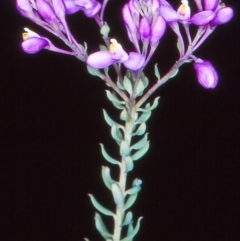 Comesperma ericinum (Heath Milkwort) at QPRC LGA - 19 Nov 2004 by BettyDonWood