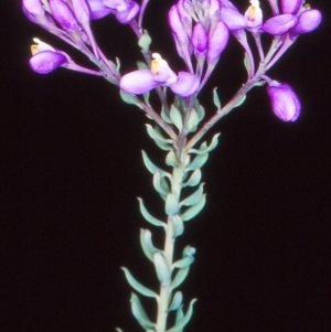 Comesperma ericinum at Bungendore, NSW - 20 Nov 2004