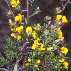 Pultenaea microphylla (Egg and Bacon Pea) at QPRC LGA - 13 Oct 2004 by BettyDonWood